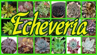 225 TIPOS DE ECHEVERIA [upl. by Ymar456]