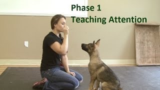 How to Train a Dog to Pay Attention K91com [upl. by Infield]