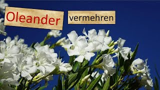 Oleander vermehren Stecklinge amp Sämlinge [upl. by Gnidleif]