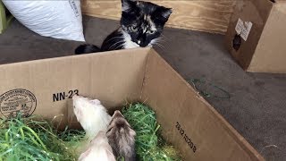 Ferrets Meet A Kitten UPDATE [upl. by Della]