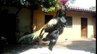 GALLOS DE COMBATE BOLIVIANOS [upl. by Raji]