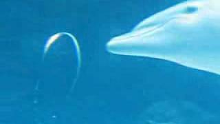 Delfines  Anillos de Aire  Interesante Video [upl. by Teloiv834]