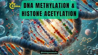 Epigenetic Regulation of Gene Expression Difference between Methylation and Acetylation of DNA [upl. by Ahsias]