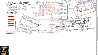 PART33 PROBES AND AUTORADIOGRAPHY DNA FINGERPRINTINGCHAPTER 6 NCERT CLASS 12TH BIOLOGY [upl. by Ahseryt108]