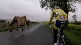 Des chevaux en pleine course cycliste [upl. by Rania]