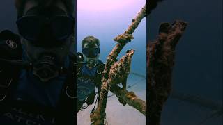 FROG FISH frogfish scubadivingadventures ocean shipwreck sea VIRAL [upl. by Akere]