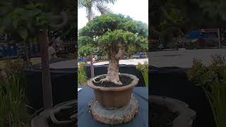 vitex parviflora sagat molave shorts video foryou dipalotv5110 [upl. by Boonie193]