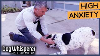 Cesar Millan Breaks Dogs Obsessive Behavior  Dog Whisperer [upl. by Jenda247]