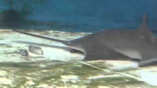 How the sawfish uses its saw [upl. by Airec]