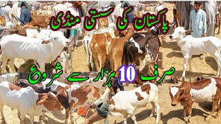 Cheapest Calf Market In Pakistan  Bachra Price In Luddan Mandi  Cattle Bulls Bachra Farming [upl. by Sosanna]