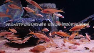 Tanganyika Paracyprichromis Nigripinnis Albino Aquarium [upl. by Hetty]