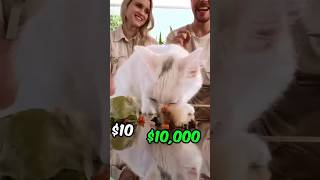 Feeding A cat 10 VS 10000 Sushireels shortvideo shortviral Mrbeast [upl. by Suolevram]