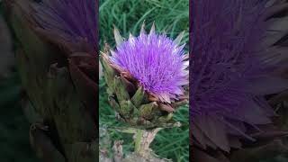 Cynara cardunculus scolymus  the most beautiful flower [upl. by Ynoble]