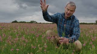 SHORT INTRODUCTION TO SAINFOIN [upl. by Kcirdde]