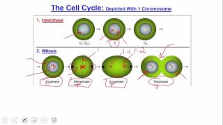 Cellular Level of Organization Cell Cycle and Cell Development [upl. by Earvin]