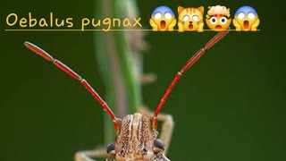 Oebalus pugnax 😱😱🙀🤯😱😱 Oebaluspugnax mkeditz animals naturelovers youtubeshorts viralvideo [upl. by Akel757]