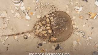 Do we actually know about HORSESHOE CRABS [upl. by Faythe293]