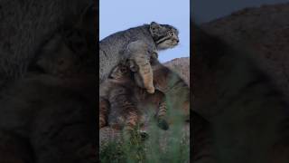 Rare video of pallas cat feeding her children animals wildlife viralvideos viralstory [upl. by Thor150]