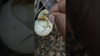 Inside Fungus puffball mycology fungi fungus fungaldiversity basidiomycetes basidiomycota fun [upl. by Nwahsal]