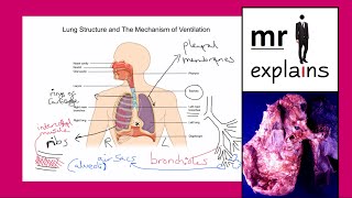 mr i explains Structure of the Respiratory System  Mechanism of Ventilation [upl. by Junina]