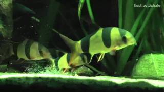 HD My six Clown loaches  Prachtschmerlen 44 [upl. by Leak]