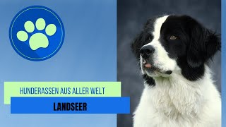 Landseer [upl. by Ellehsram]