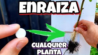 🌱 Toda PLANTA ENRAIZA gracias a ESTO Enraizante Casero para Cítricos Ramas Esquejes Árboles [upl. by Drawe]