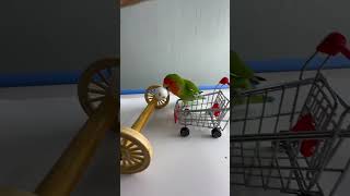 Bird Training  Smart lovebird Parrot  Smart Little Cute Parrot training smartparrot cute [upl. by Hesper415]