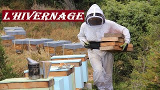 APICULTURE E12  Comment faire pour bien hiverner les colonies dabeilles  Ma méthode simple [upl. by Joliet]