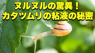 カタツムリの粘液の真実：保湿効果から接着剤の秘密まで完全解説 [upl. by Adelpho]