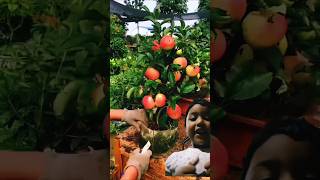 Apple fruit garden shortvideo shotrs fruit 🍎🍎🍎 [upl. by Helmut179]