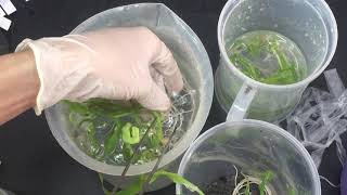 Plant tissue culture  Acclimatization [upl. by Rennoc]