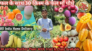 एक वीडियो में 30 किस्म के फलदार पौधेWith fruit mother plantAll India Home Delivery9062349546 [upl. by Odilo761]