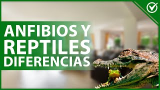 🐸 ¿Qué diferencia hay entre ANFIBIOS y REPTILES  Anatómicas y temperamento 🐍🐸 [upl. by Airdnoed]