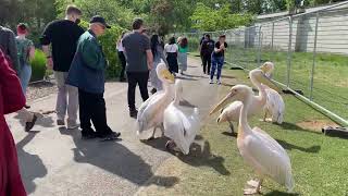 Pelican Crossing St James park London 4K HDR [upl. by Heilner]