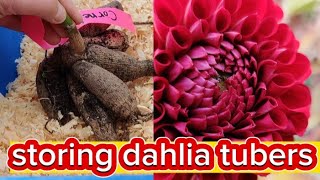 storing Dahlia tubers dahlias [upl. by Inahet]