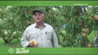 Meet Your NeighborMcLeod Farms South Carolina Peaches [upl. by Hemetaf]