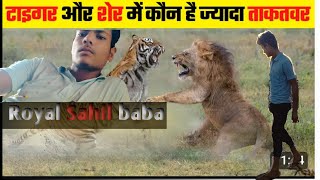 Gar par tiger vs lion ki panting ko kese degoret kare ll tiger vs 🦁 lion king [upl. by Burnett]