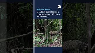 Se halló un yaguareté silvestre esto emocionó a los ambientalistas del Parque Nacional Iberá [upl. by Timus]