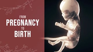 Pregnancy  How a Wonder is Born Animation [upl. by Joao]