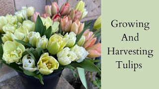 Growing And Harvesting Tulips  Cut Flower Garden [upl. by Vaughn]