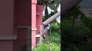 Tree cutter Arul kaniyakumari top tree cutter [upl. by Oiramad550]