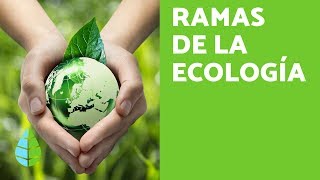 RAMAS de la ECOLOGÍA  ¿Qué ESTUDIA la ECOLOGÍA [upl. by Pufahl]