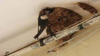 Common House Martin Balestruccio Delichon urbica [upl. by Guillema635]