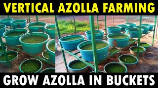 How to plant azolla aquatic plants at home in small scale  Azolla plants for chicken food [upl. by Averell]