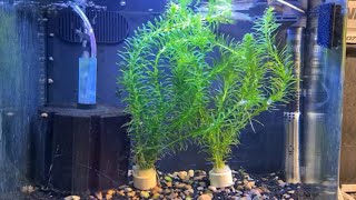 How To Breed Golden Wonder Panchax Killifish [upl. by Ohare]