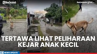 Pemilik Anjing di Riau Tertawa Lihat Peliharaannya Kejar Anak Kecil Sampai Tersungkur Tuai Kecaman [upl. by Nnyliram]