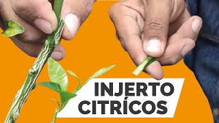 Cómo INJERTAR cítricos 2 FORMAS de hacerlo  2022 [upl. by Gwen]