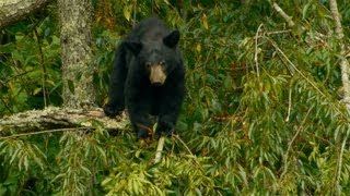 August in Cades Cove Great Smoky Mountains National Park [upl. by Okire]