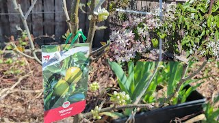 Tour of my young fruit trees and Armandii Apple blossom Clematis [upl. by Ettelimay714]